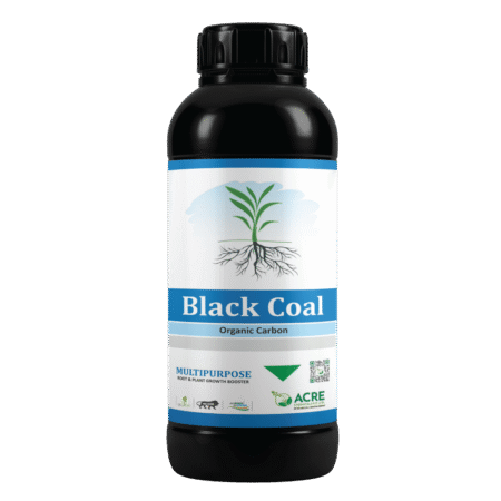 BLACK COAL